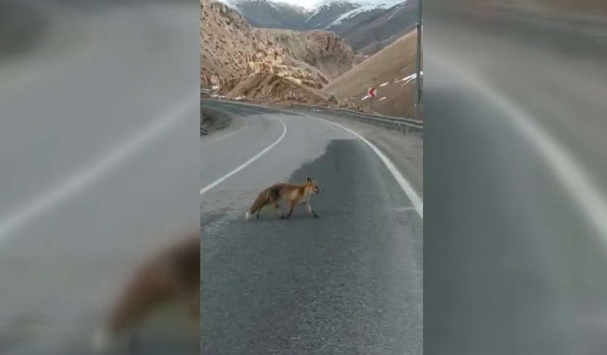 Bayburt'ta soğukta aç kalan tilkiyi elleriyle besledi