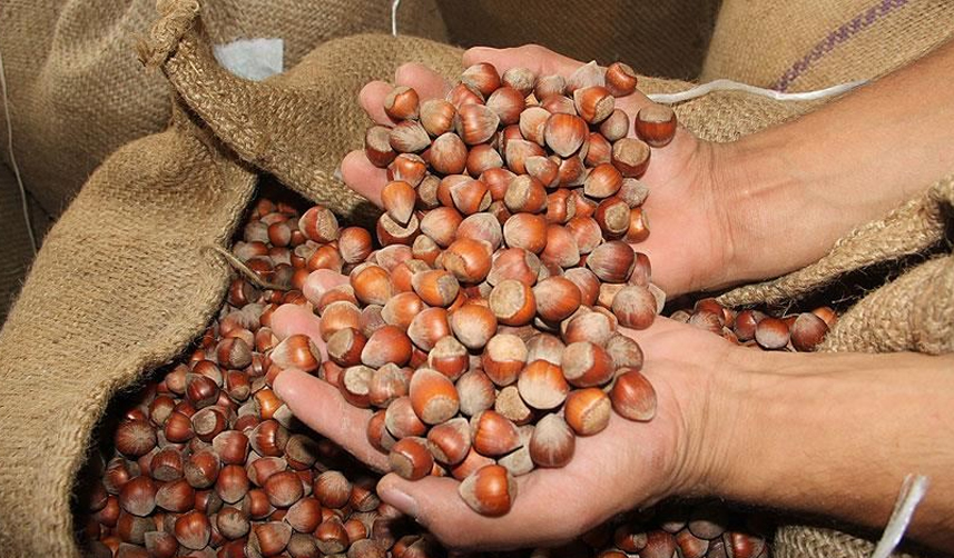 Trabzon'da fındık fiyatları belli oldu!