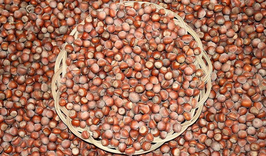 Fındık-üreticisine-gübreleme-uyarısı