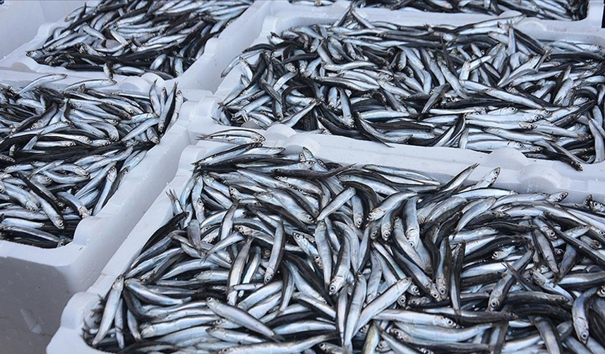 Hamsi ihracatının 2 ayda kazandırdığı rakam belli oldu! 