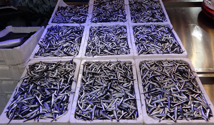 Trabzon'da uzmanlardan "1 yıl hamsi avlanmasın" önerisi