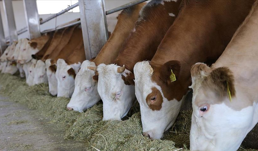 İlk-vaka-Türkiye'de-tespit-edilmişti!-Şap-hastalığı-insana-bulaşıyor-mu?