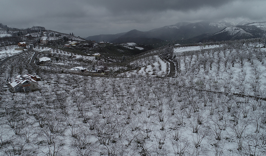 Trabzon'da fındık üreticileri bahçelerini böyle koruyacak