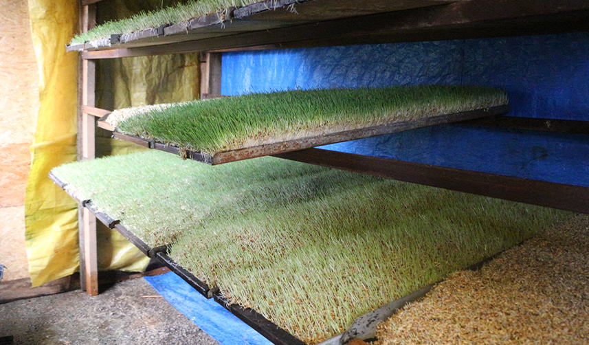 Rize'de-6-metrekarelik-alanda-hayvanları-için-yem-üretiyor