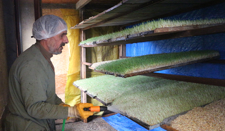 Rize'de-6-metrekarelik-alanda-hayvanları-için-yem-üretiyor