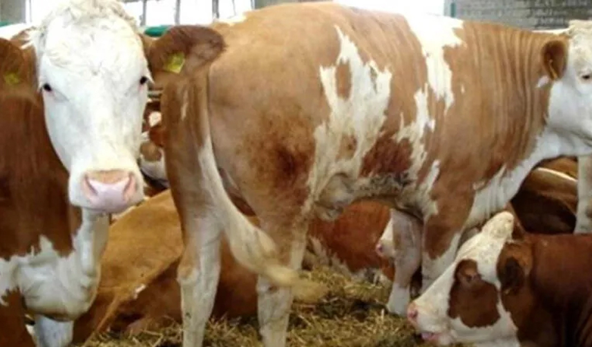 Şap-virüsü-endişeye-neden-oldu!-8-işletme-karantinaya-alındı