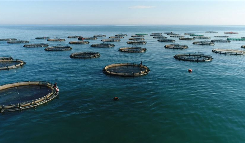 Karadeniz'in iki aylık su ürünleri ihracat rakamları belli oldu!