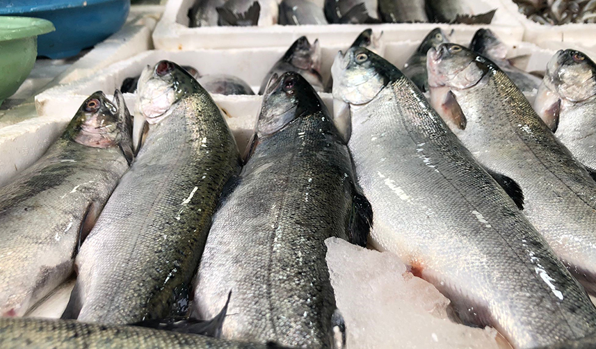 Trabzon'da kafesten kaçan balıklar Rize'nin yüzünü güldürdü