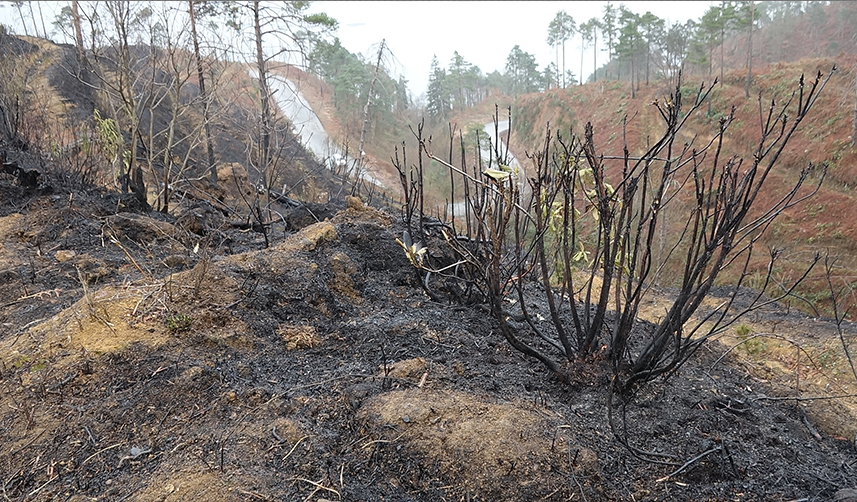 Trabzon'da örtü yangınları çoğaldı! Jandarma'dan 'anız' uyarısı