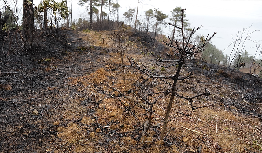 Trabzon'da örtü yangınları çoğaldı! Jandarma'dan 'anız' uyarısı