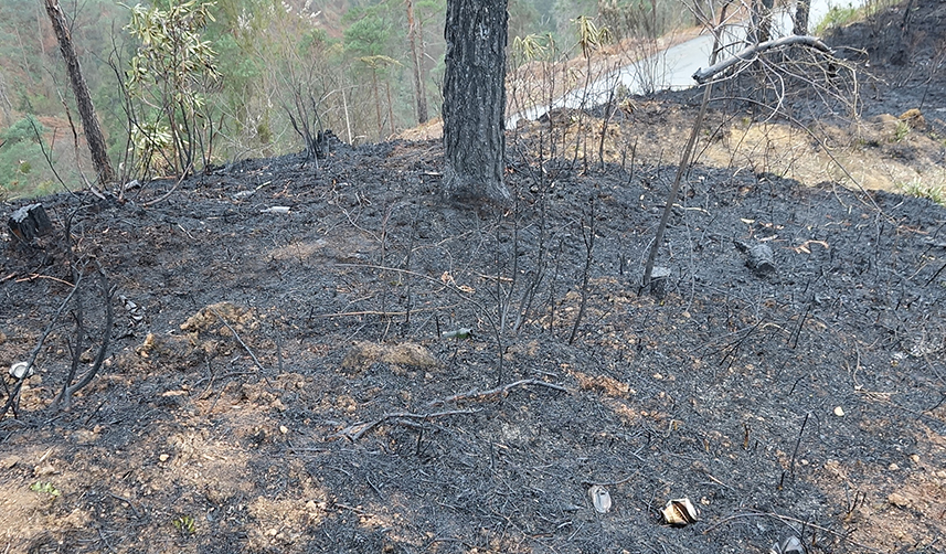 Trabzon'da örtü yangınları çoğaldı! Jandarma'dan 'anız' uyarısı