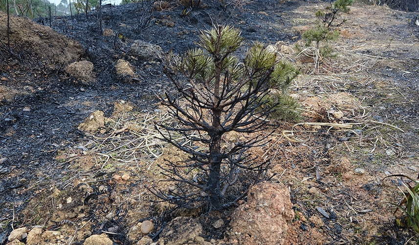 Trabzon'da örtü yangınları çoğaldı! Jandarma'dan 'anız' uyarısı