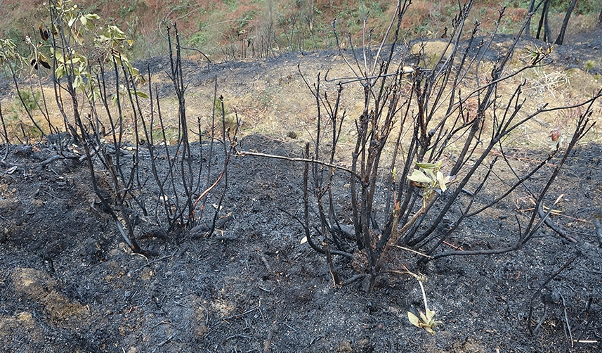 Trabzon'da örtü yangınları çoğaldı! Jandarma'dan 'anız' uyarısı