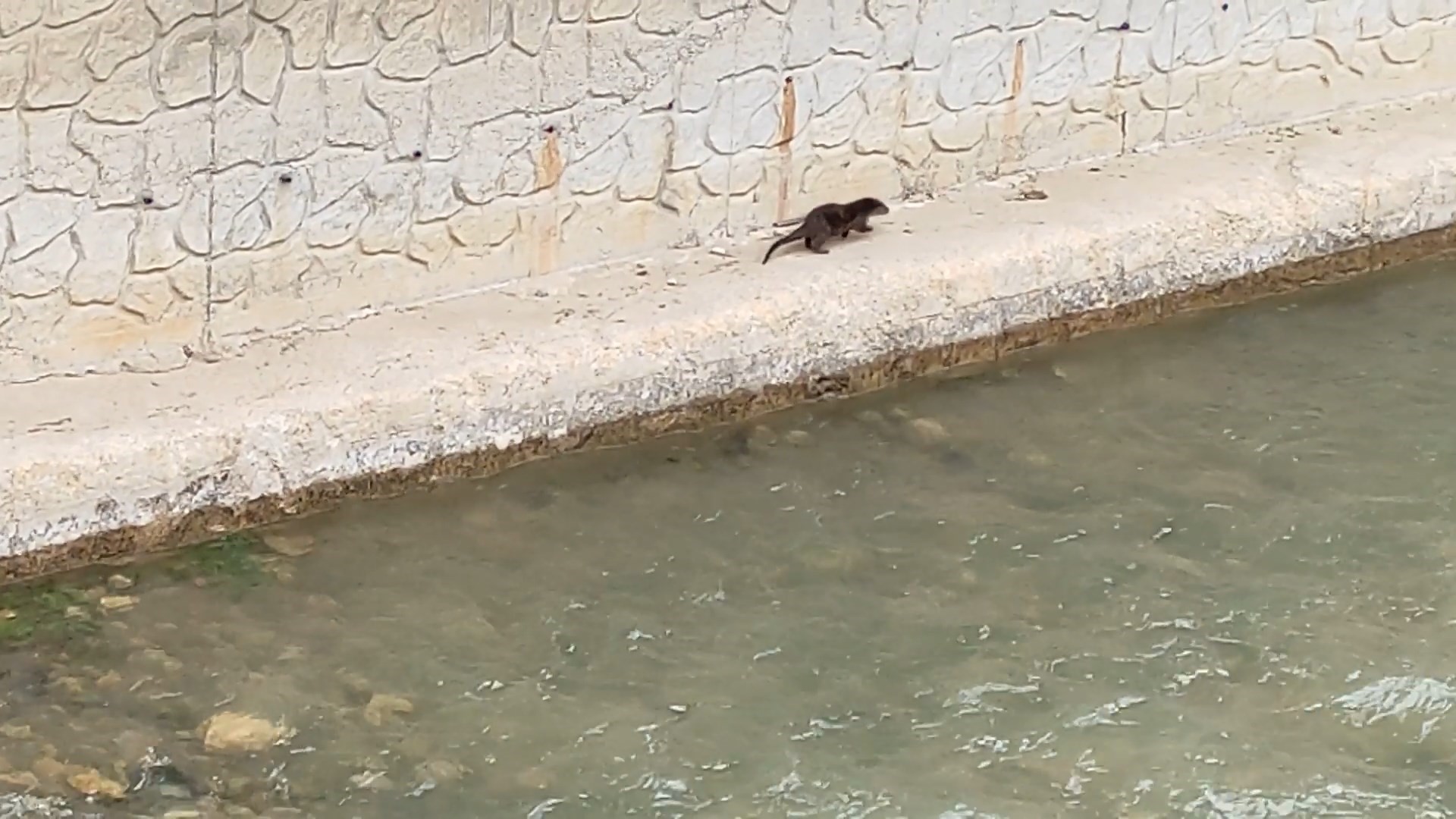 NESLİ TÜKENME OLAN SU SAMURU KAMERALARA GÖRÜNTÜLENDİ