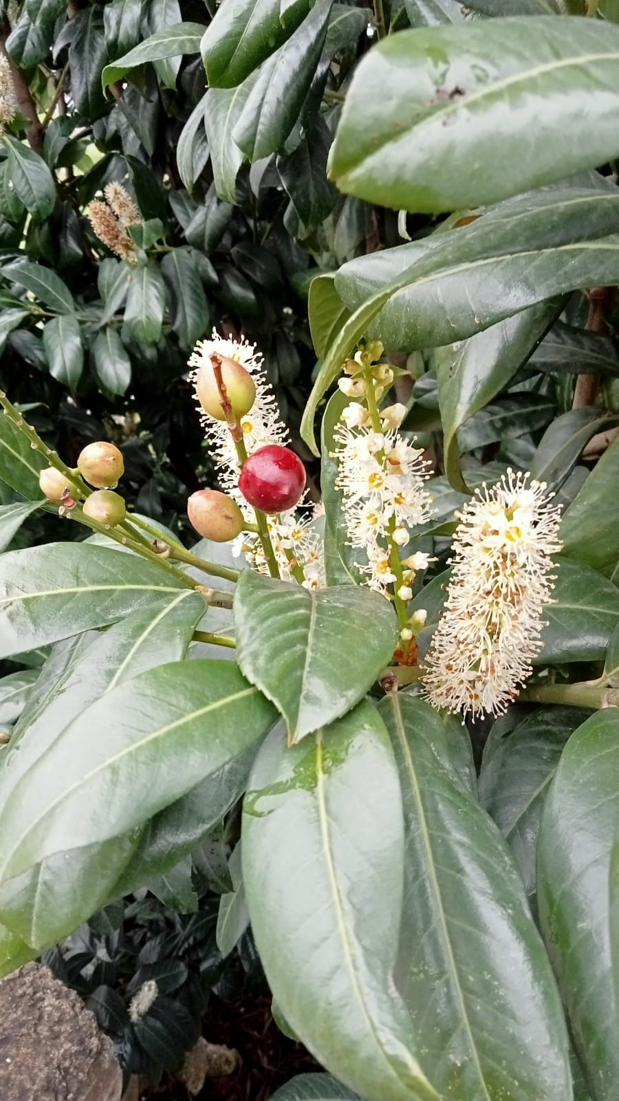 Trabzon'da karayemiş mevsimleri şaşırdı