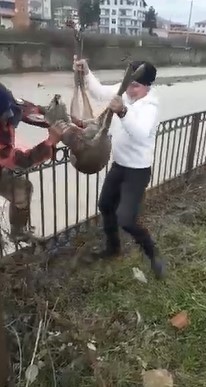 Trabzon'da dereden karaca kurtarma operasyonu