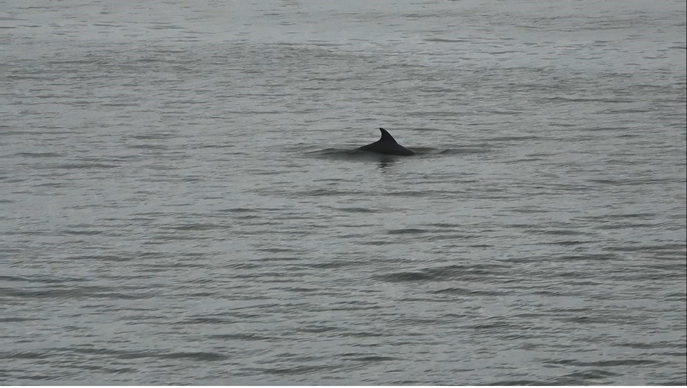Ordu'da yunus balıkları kıyıya kadar geldi! 