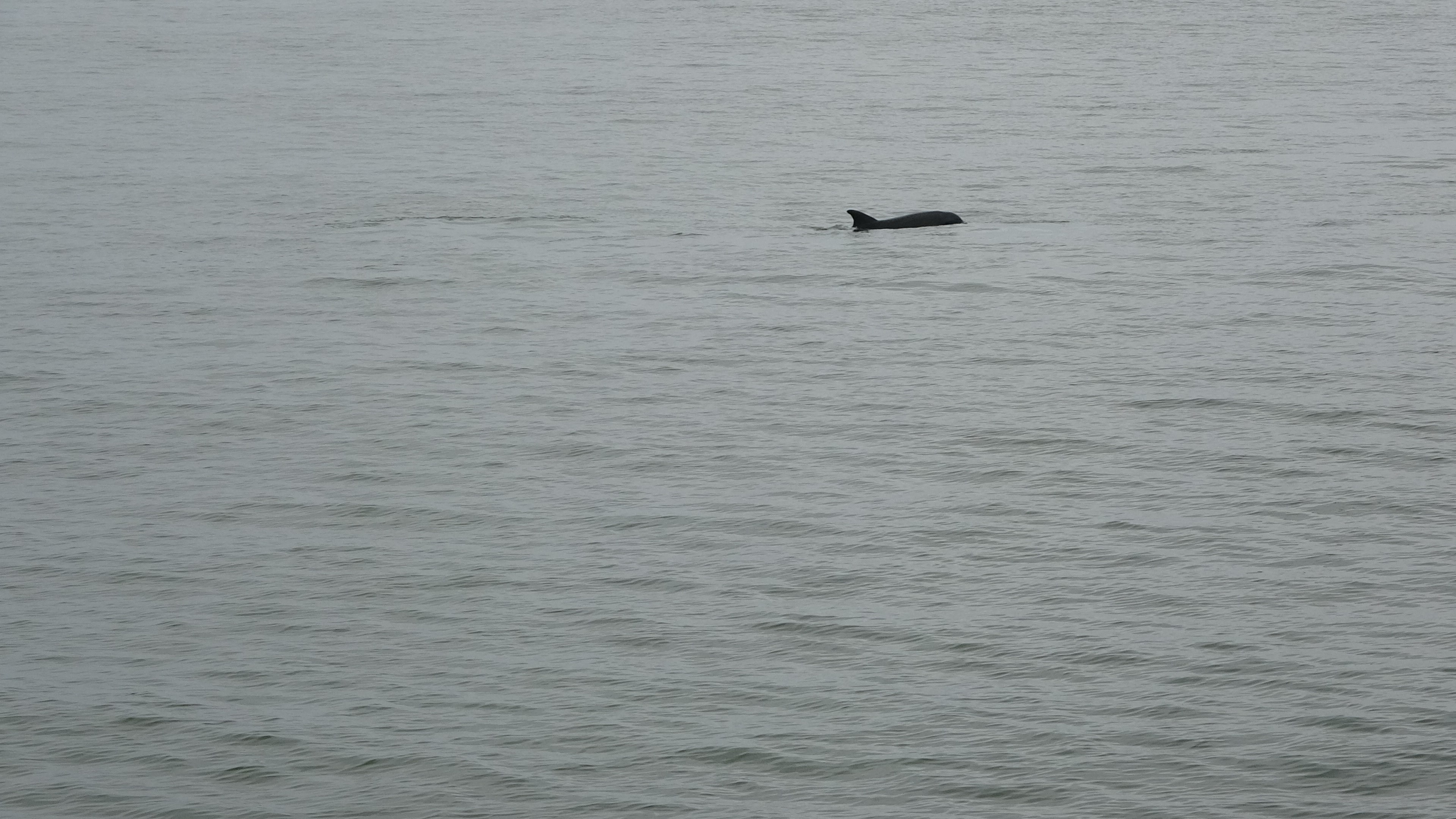 Ordu'da yunus balıkları kıyıya kadar geldi! 
