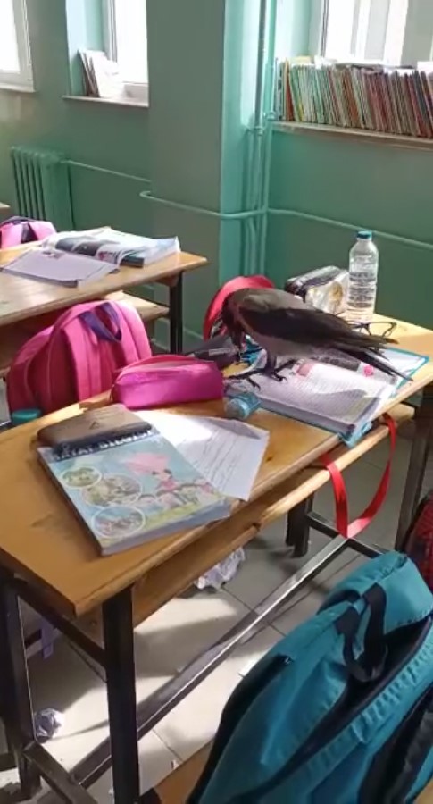 Samsun'da sınıfa giren karga yemek aradı