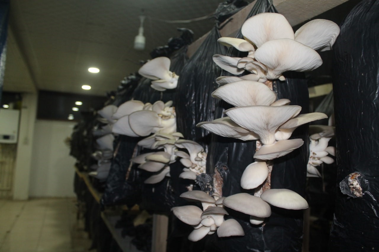 Bayburt'ta tır şoförlüğünü bırakıp hayallerinin peşinden gitti! 