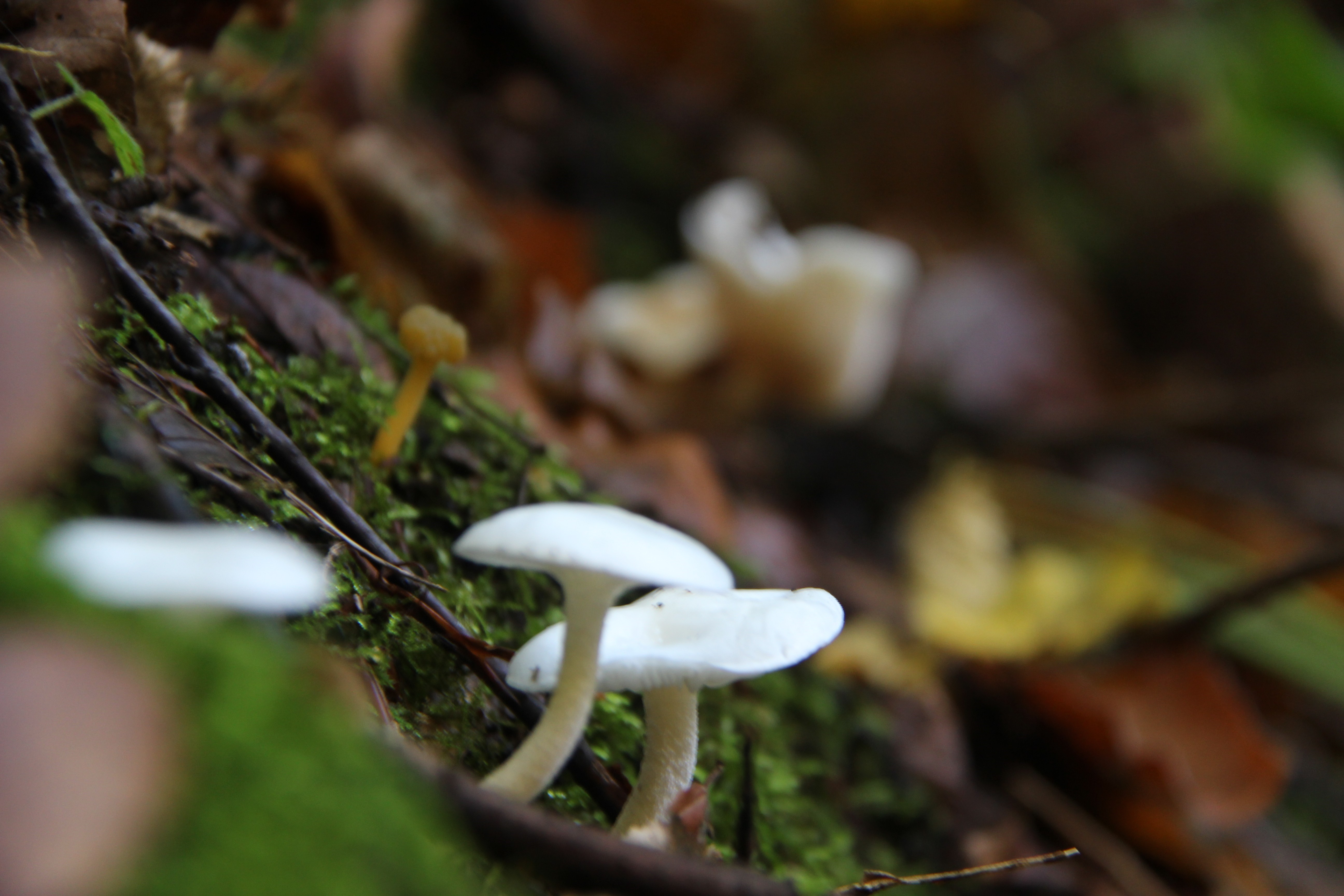 Uzmanlar uyardı! Zehirlenmelere dikkat 