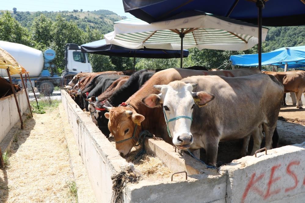 Samsun'un tarım ve hayvancılık potansiyeli