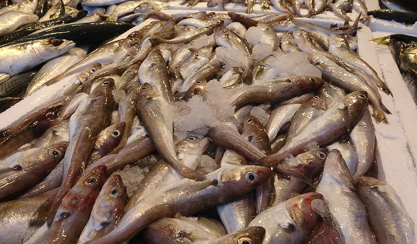 Denizlerde av yasağı başladı ama Trabzon'da tezgahlardaki hareketlilik sürüyor