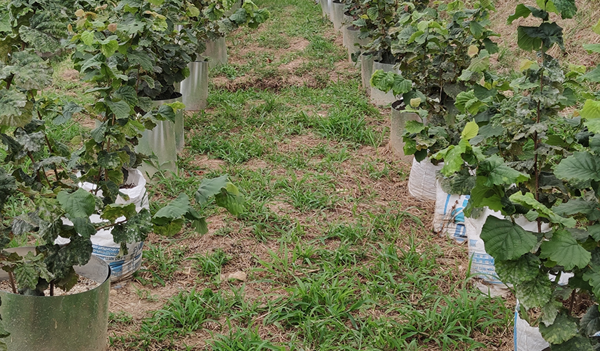 Giresun, Ordu ve Trabzon'da son iki yılda 300 dönüm fındık bahçesi yenilendi