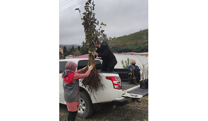 Giresun, Ordu ve Trabzon'da son iki yılda 300 dönüm fındık bahçesi yenilendi