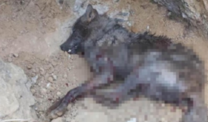 Erzurum'da köye kurt indi! 5 kişiyi yaraladı