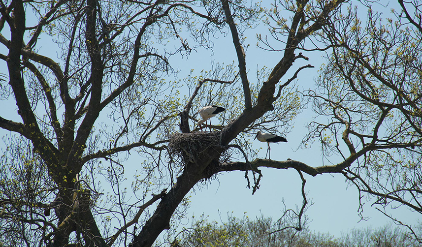 Samsun'da Kuş Cenneti, leyleklerin dönmesiyle canlanmaya başladı