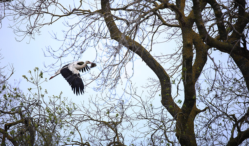 Samsun'da Kuş Cenneti, leyleklerin dönmesiyle canlanmaya başladı