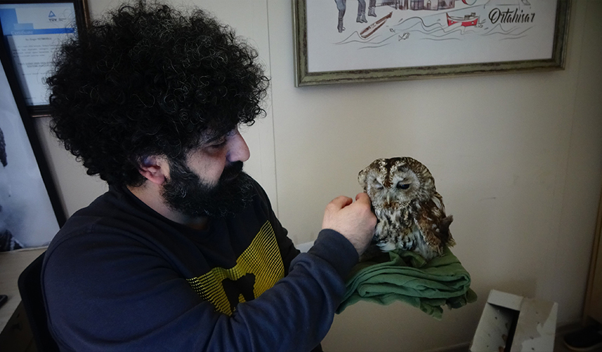 Trabzon'da yaralı baykuşu bebek gibi elleriyle beslediler