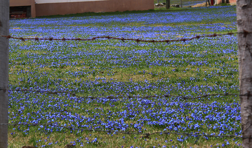 Trabzon'un 'Mor Yayla'sı kendini göstermeye başladı