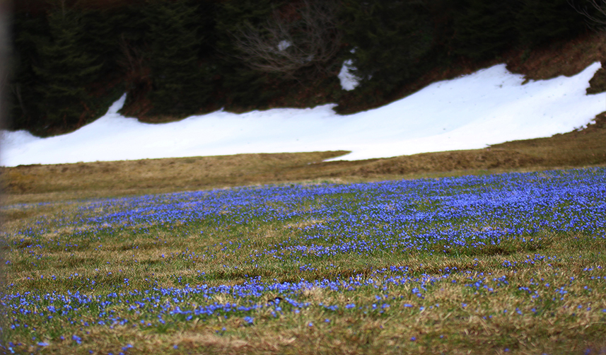 Trabzon'un 'Mor Yayla'sı kendini göstermeye başladı