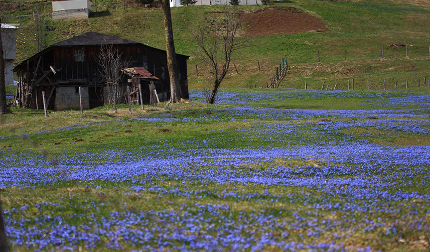Trabzon'un 'Mor Yayla'sı kendini göstermeye başladı