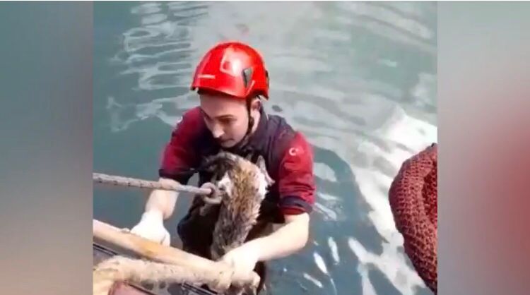 Trabzon'da mahsur kalan kediyi itfaiye kurtardı