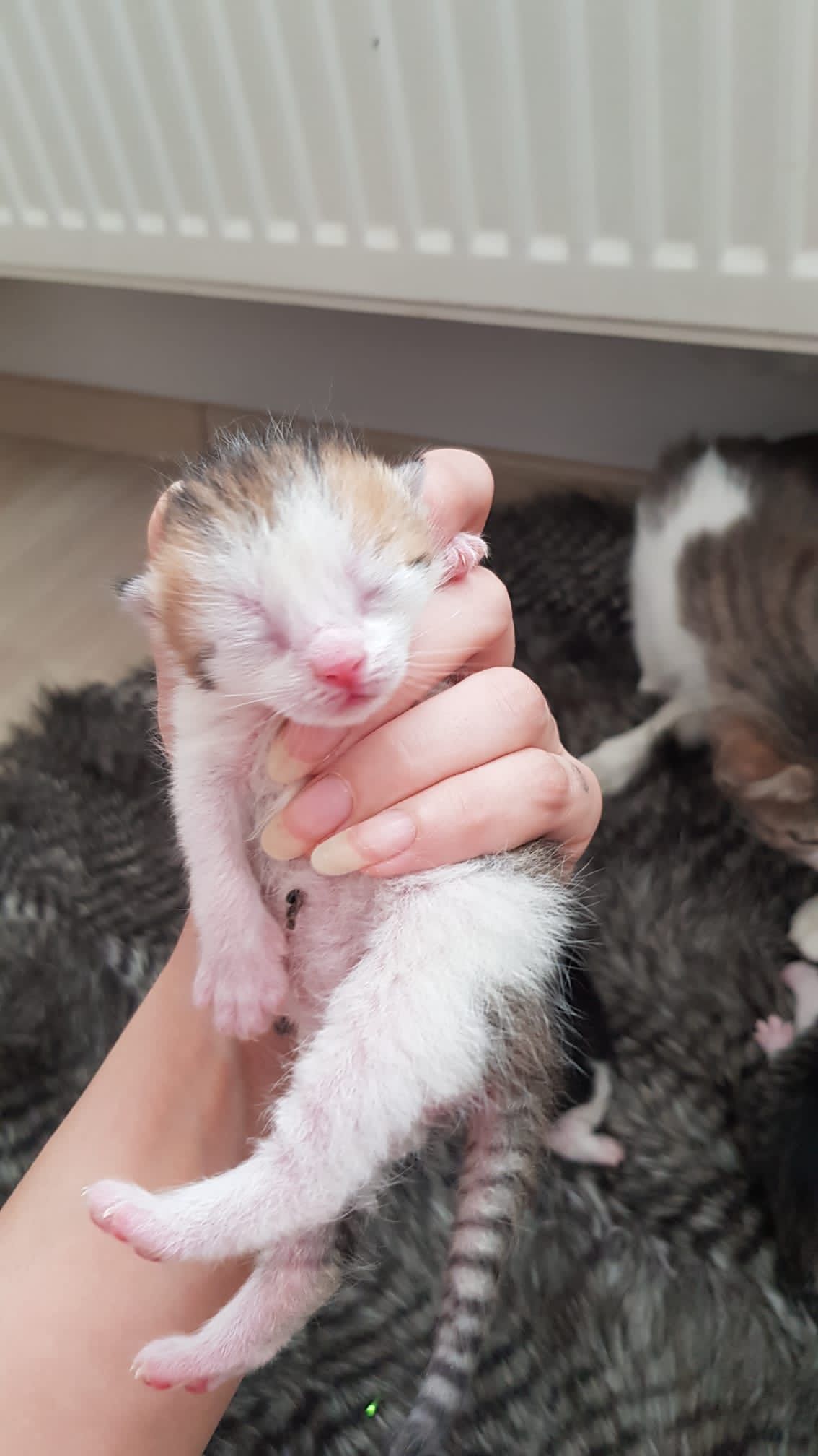 Trabzon'da doğum yapan kedi için seferber oldular!