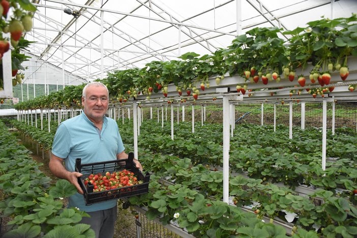 Giresun'da fındığa alternatif çilek hasadı başladı