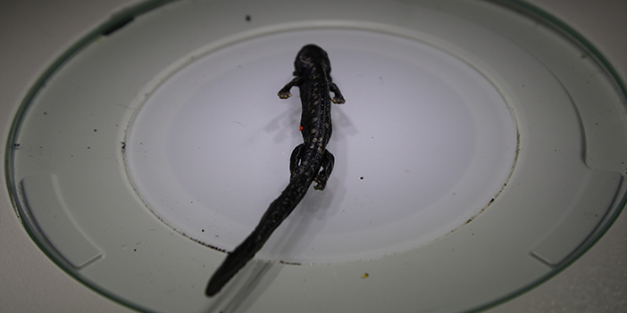 Nesli tehlikede bulunan Kafkas Semenderi için Doğu Karadeniz'den sevindiren haber