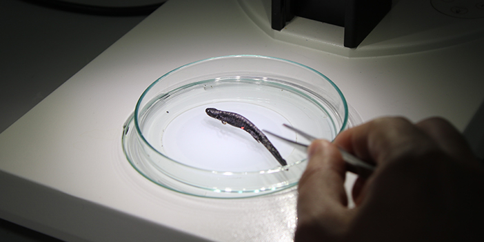 Nesli tehlikede bulunan Kafkas Semenderi için Doğu Karadeniz'den sevindiren haber