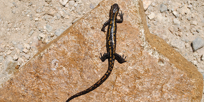 Nesli tehlikede bulunan Kafkas Semenderi için Doğu Karadeniz'den sevindiren haber