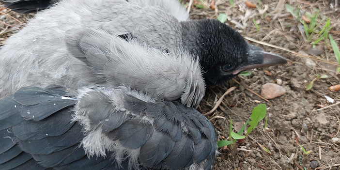 Samsun'da feci kaza! 9 kişi yaralandı