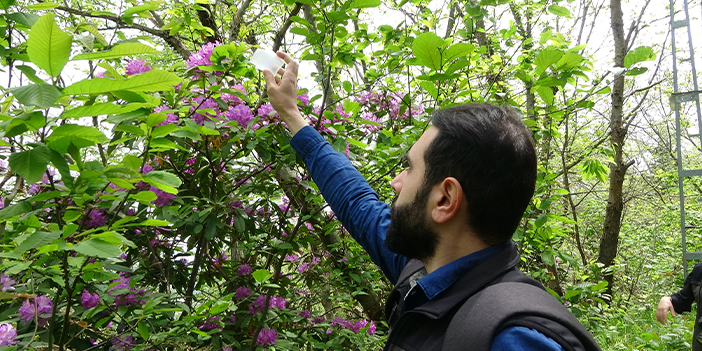Trabzon'da katil arıya karşı mücadele başlatıldı