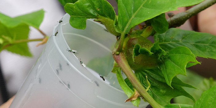 Trabzon'da katil arıya karşı mücadele başlatıldı