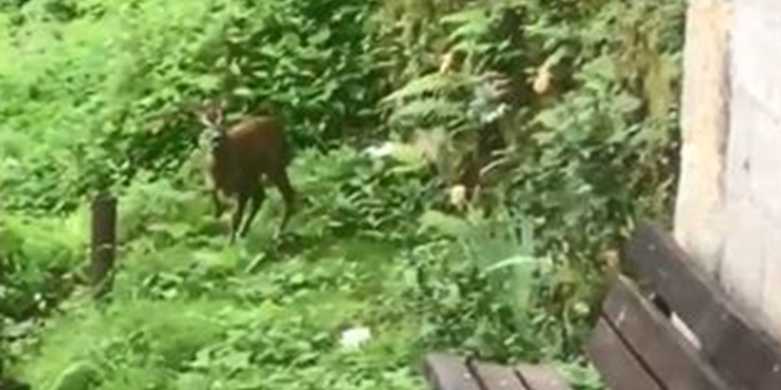 Artvin'de yiyecek arayan karacalar yerleşim yerlerine indi