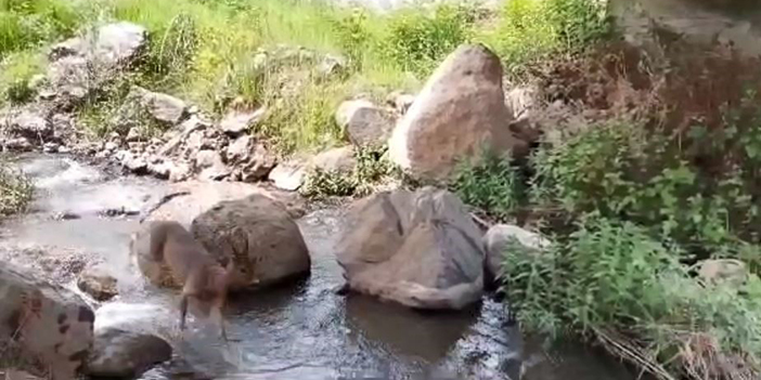 Artvin'de yiyecek arayan karacalar yerleşim yerlerine indi