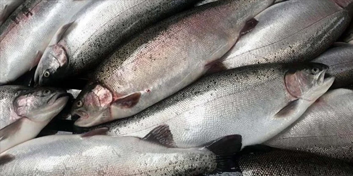 Doğu Karadeniz'den somon ihracatında dev artış