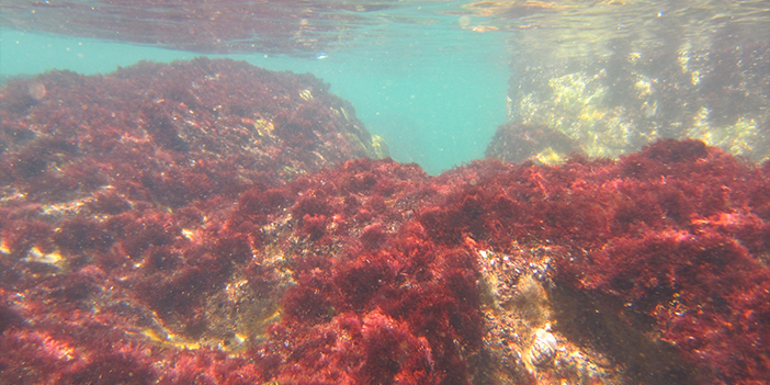 Doğu Karadeniz'de 5 ile 'Mavi Yol' Güzergah belirlendi