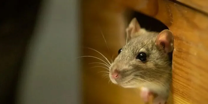 Rüyada fare yakalamak ne anlama gelir? 